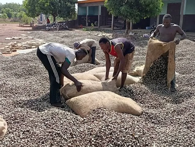 Equipes remplissant des sacs de noix de cajou brutes sur l aire de séchage