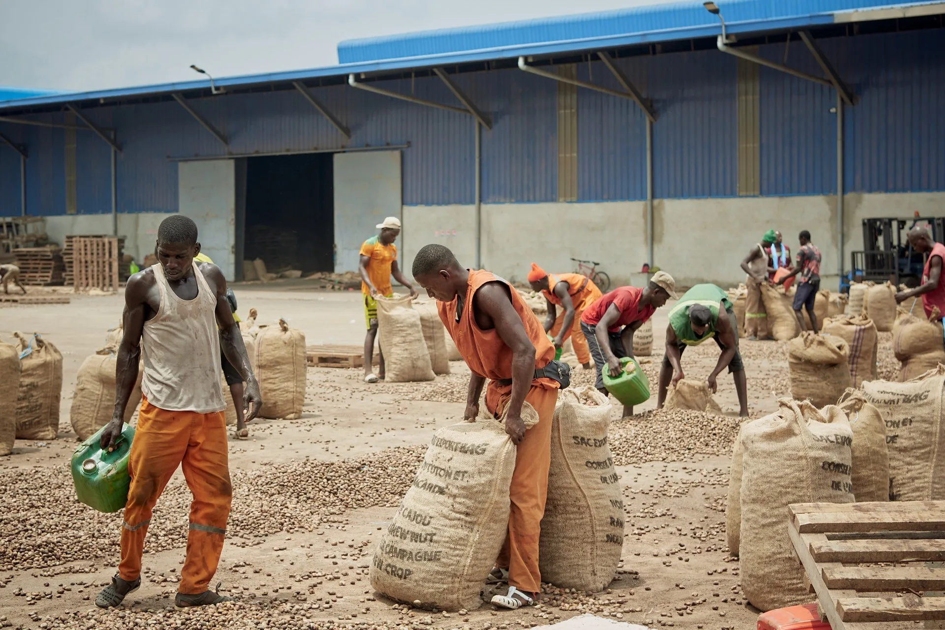 Ouvriers remplissant des sacs d'export de noix de cajou brutes devant un entrepôt
