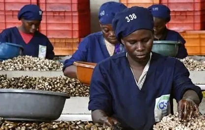 Ouvrières triant des amandes de cajou sur la ligne de calibrage